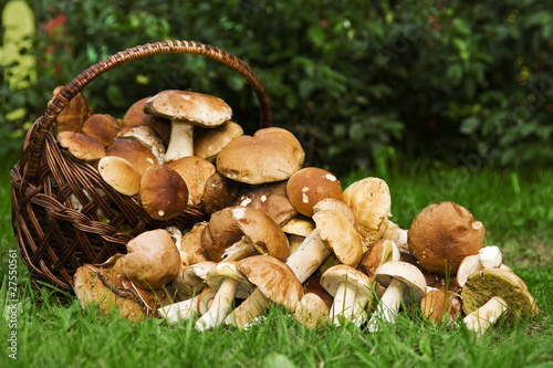 Basket with edible mushrooms. Boletus edulis.