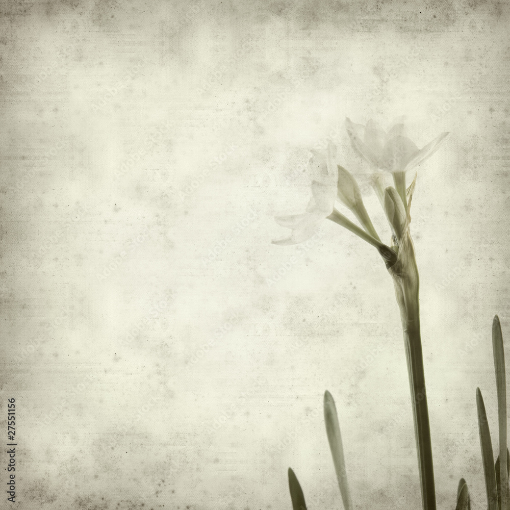 textured old paper background with Paperwhite textured old paper background with Paperwhite