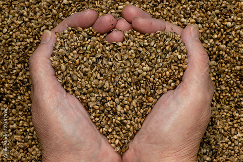 Hemp seeds held by woman hands, shaping a heart