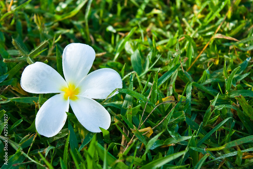 White plumeria on green grass