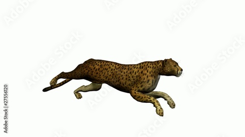 Cheetah Running