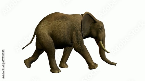 Elephant Walking