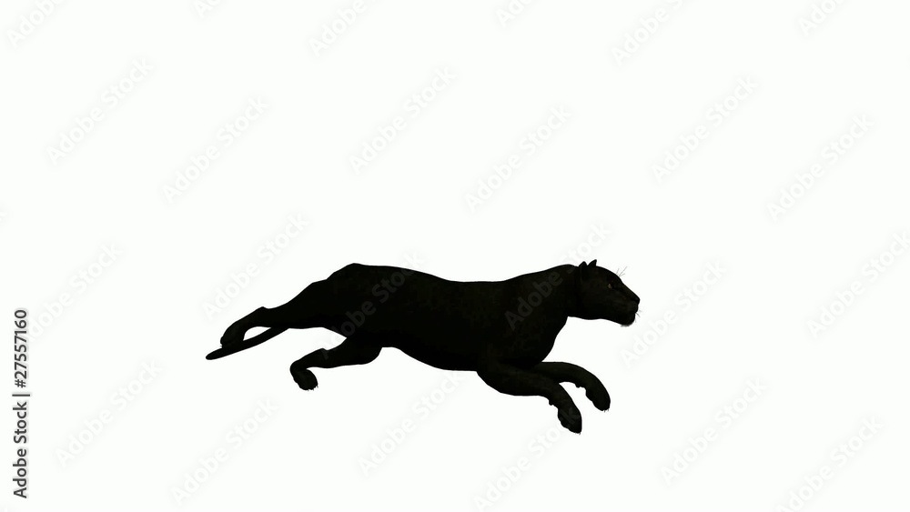 Black Leopard Running Black Leopard Running