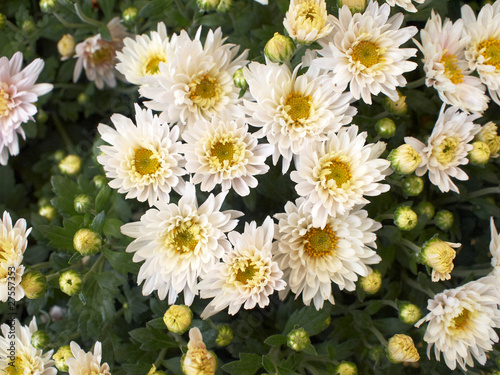 pale white dwarf chrysanthemums  flower bacground