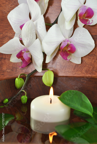 Orchidee, Balance