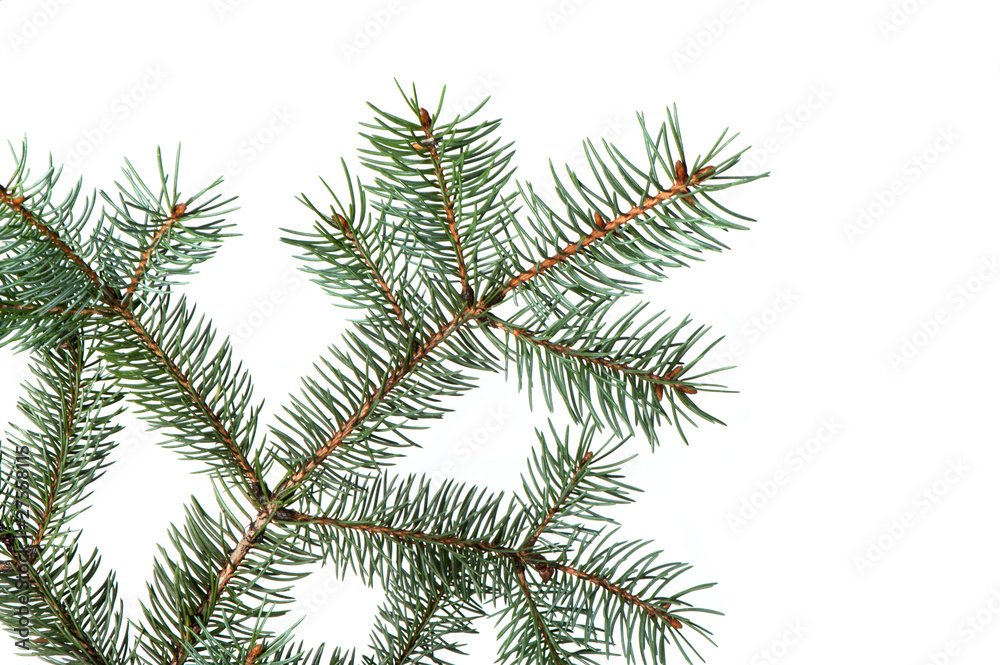 Branch of a fur-tree Branch of a fur-tree