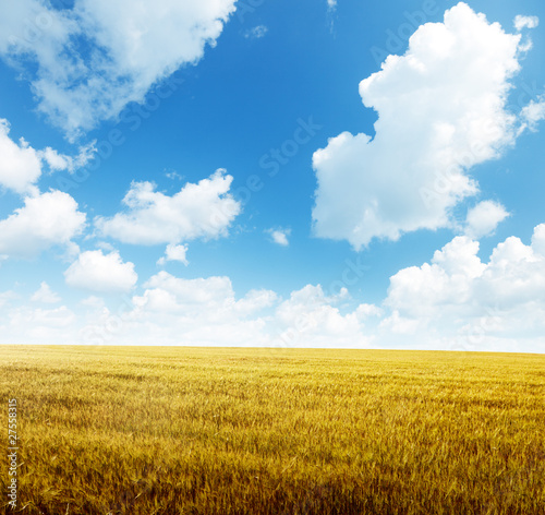 field of barley and sunny day