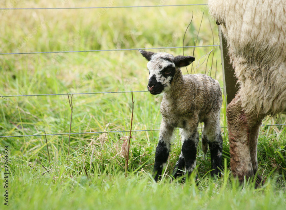Newborn lamb standing next to his mother Newborn lamb standing next to his mother