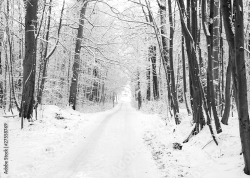 Winter road to wood. The trees covered with snow