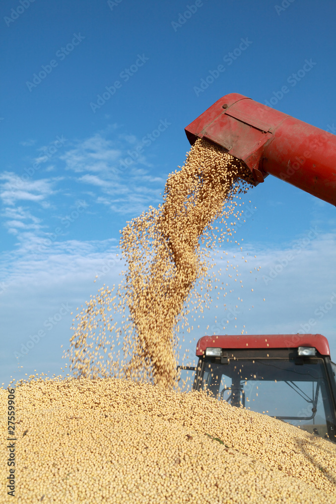 Naklejka premium Grain auger of combine pouring soybean into tractor trailer
