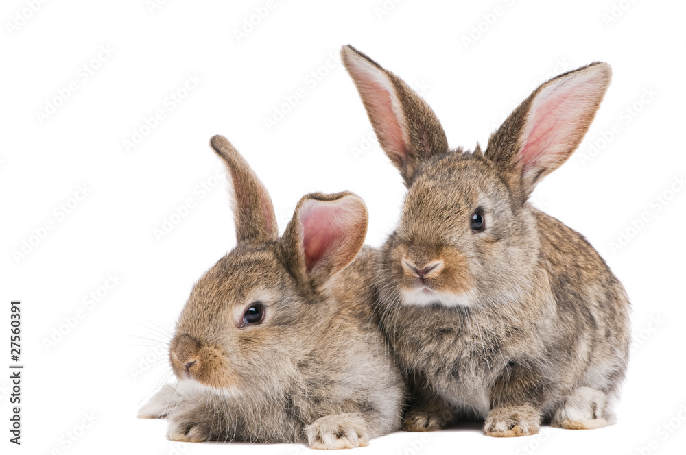 Fototapeta premium two baby rabbits isolated on white