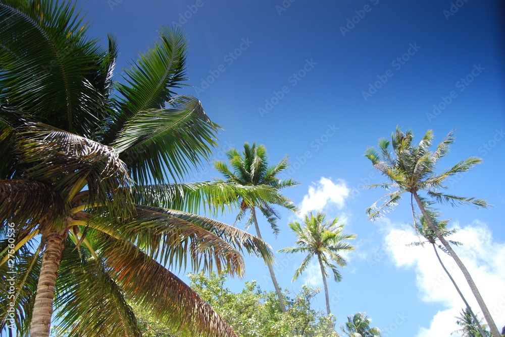 Obraz premium Palmeras
