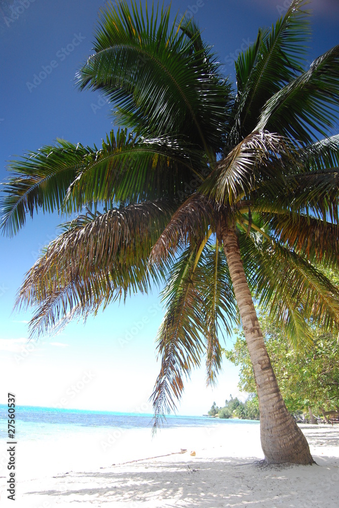 Obraz premium Moorea
