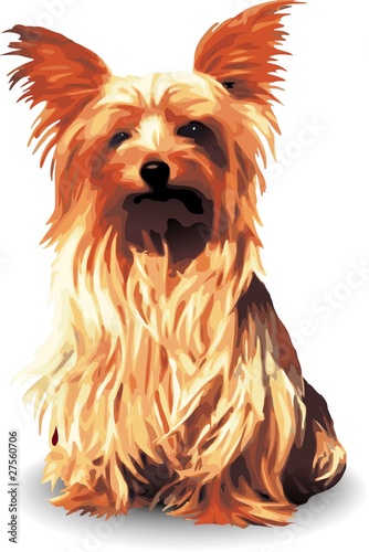 Cane Yorkshire-Puppy Dog Yorkshire-Vector