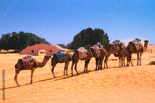 Karawane Sahara