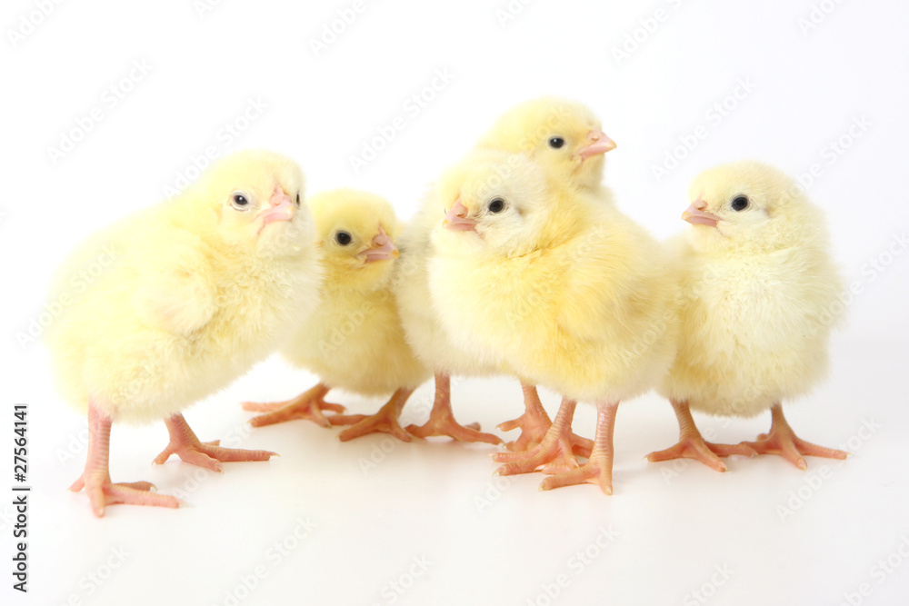 Five small yellow eastern chicken.