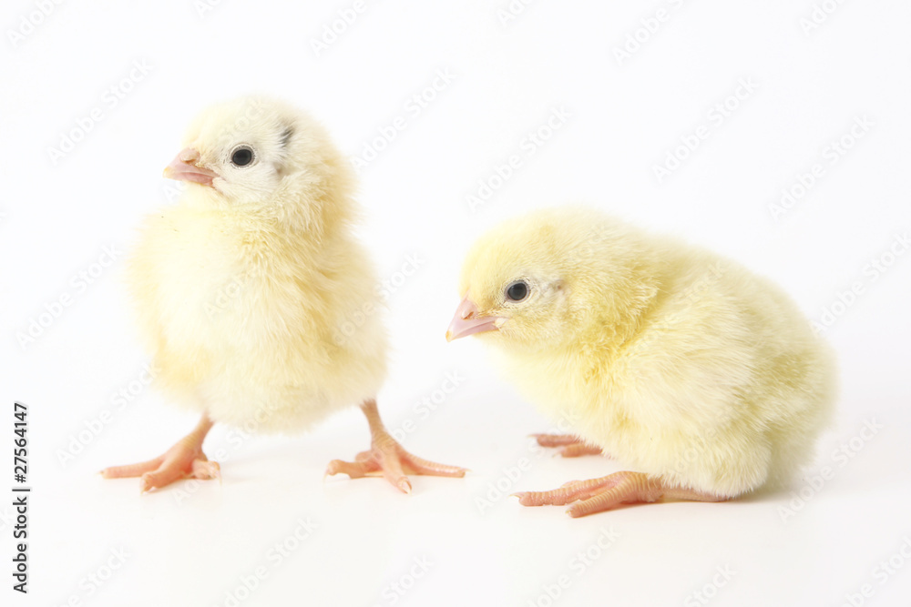Two chicken