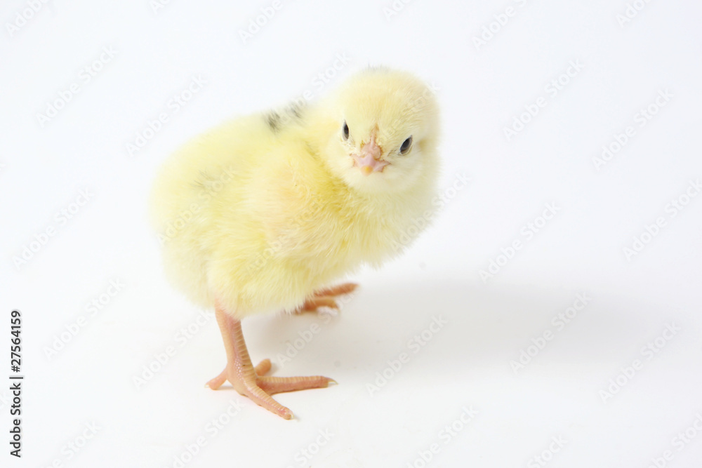 chicken