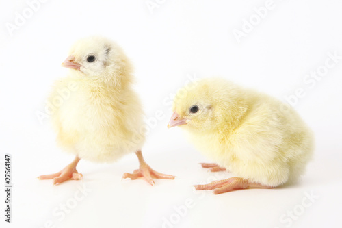 Obraz na płótnie Two chicken w salonie