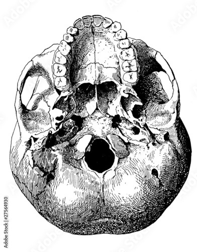 schädel_unten photo