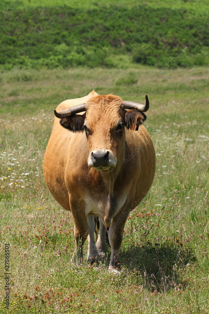 vache aubrac