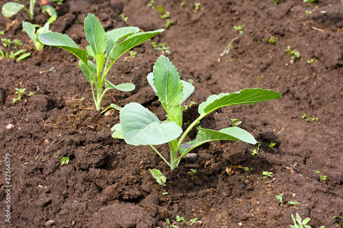 healthy cabbage growing in the soil