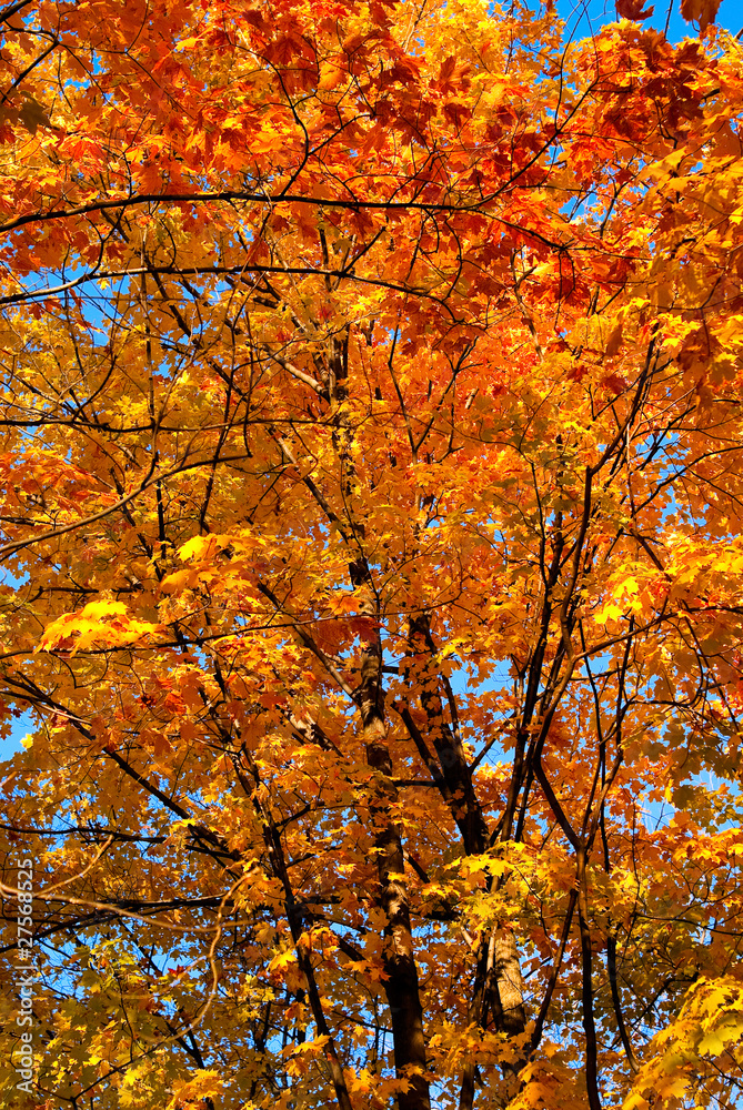 Nature Abstract - Maple Tree in Fall Colors
