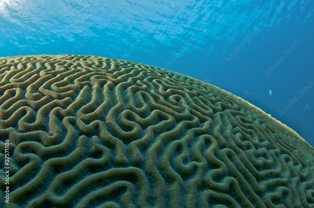 Obraz premium Brain Coral, picture taken in south east Florida