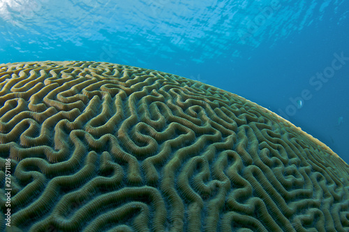 Brain Coral, picture taken in south east Florida