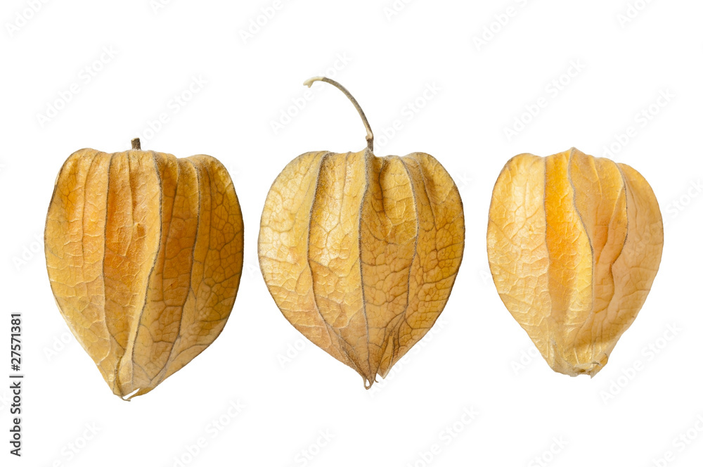 Physalis Physalis