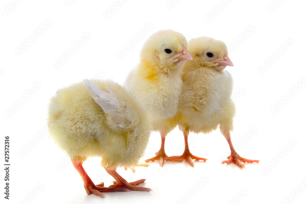 Yellow chickens