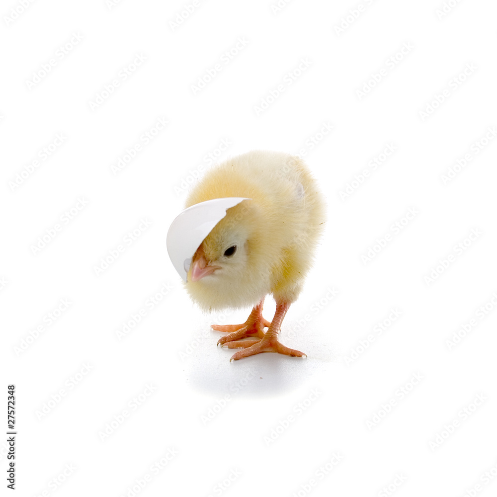 Yellow chicken Yellow chicken