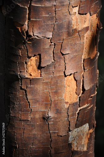dead birch
