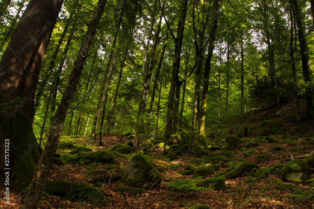 Obraz premium Green forest