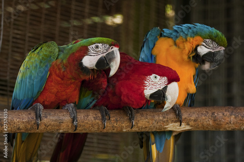 Three colorful macaw parrots photo