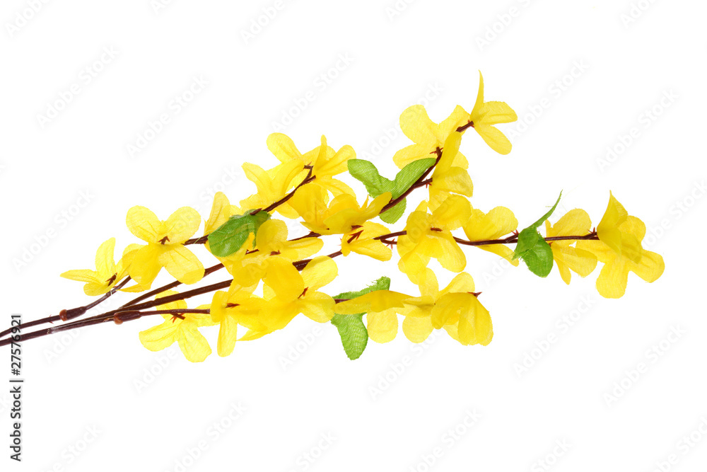 Obraz premium Forsythia Flowers