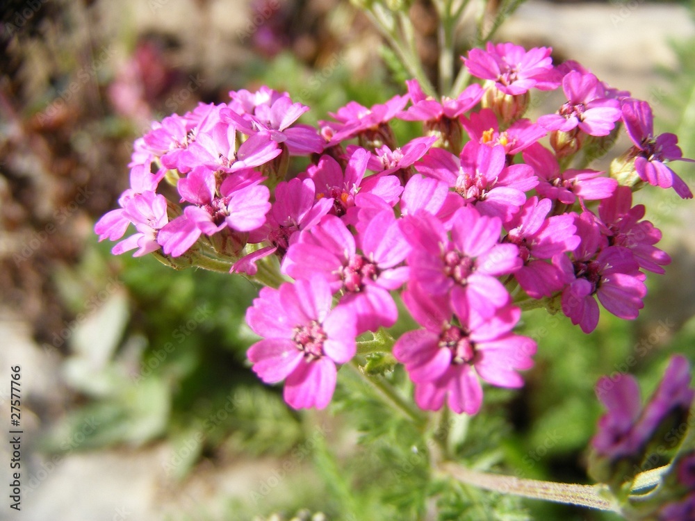 Obraz premium pink milfoil