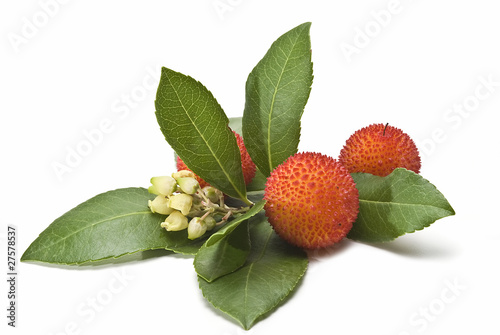Frutos del madroño y sus flores.