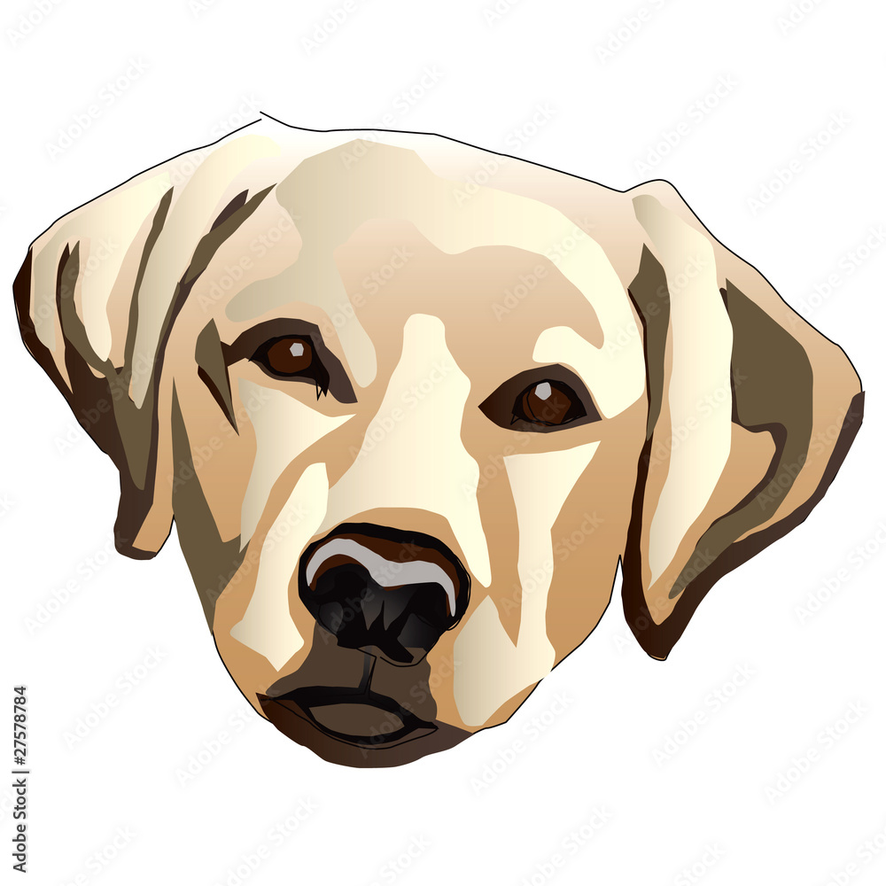 Yellow Lab Dog Head Stock Vector Adobe Stock