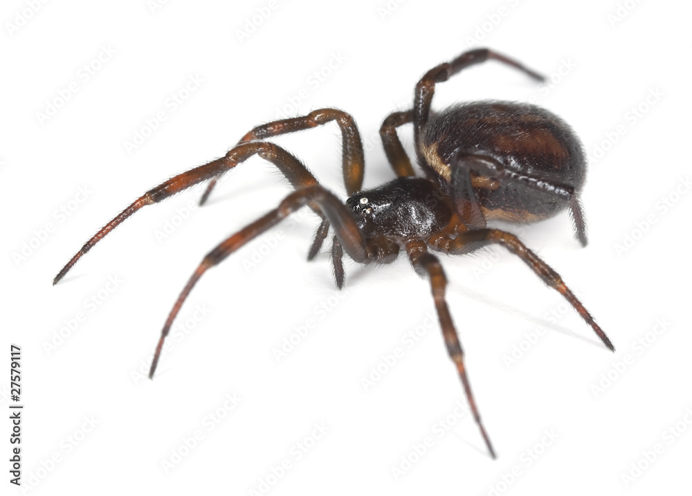 Common false-widow (Steatoda bipunctata) Common false-widow (Steatoda bipunctata)