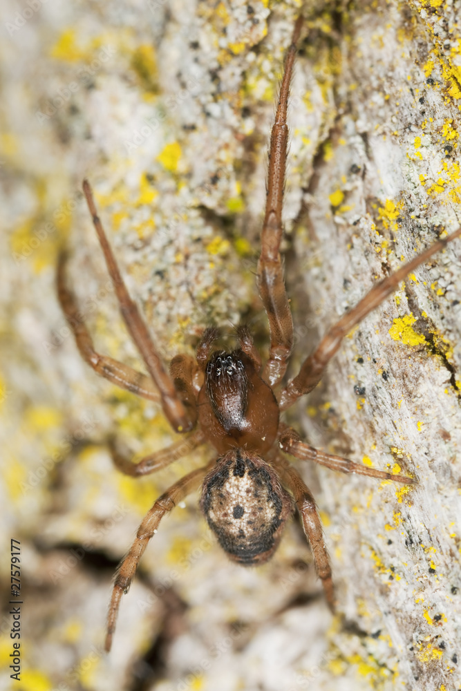 Hunting spider on wood, extreme close-up