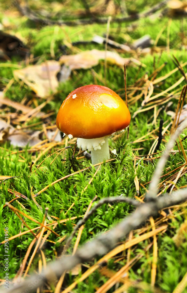 Small fly agaric mushrooms in the forest Small fly agaric mushrooms in the forest