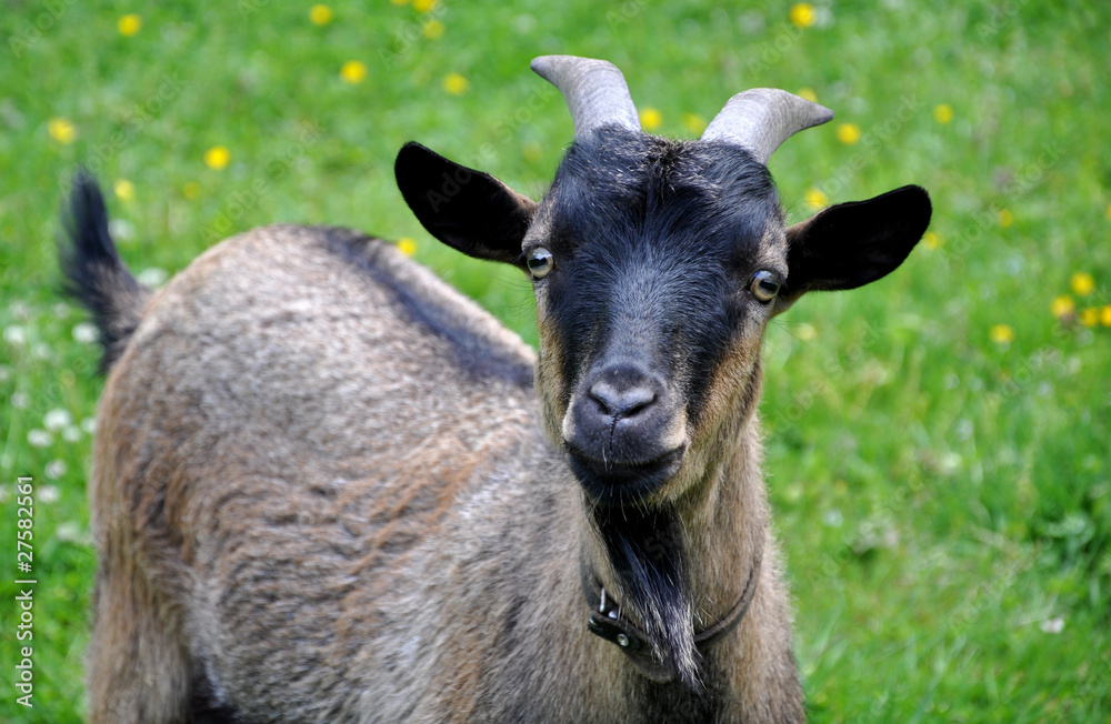 Ziegenbock Ziegenbock