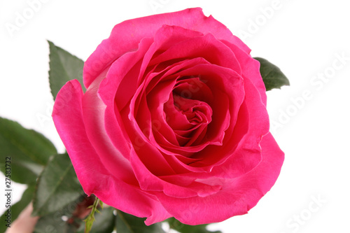 Beautiful pink rose on white background