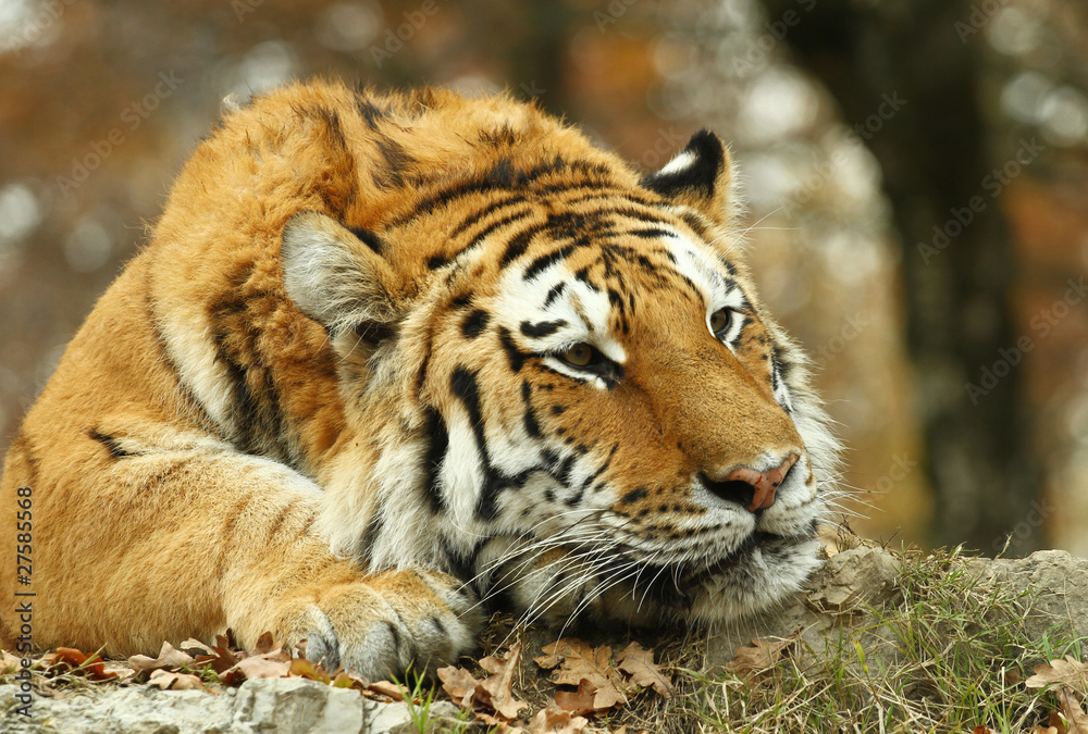Fototapeta premium tigre