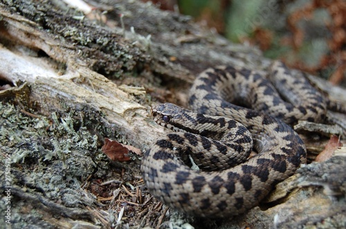 Kreuzotter, Vipera berus berus photo