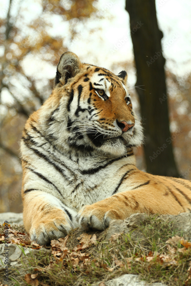 Obraz premium tigre