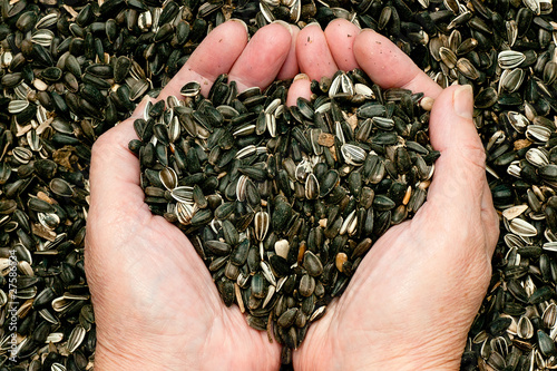 Sunflower seeds held by woman hands, shaping a heart
