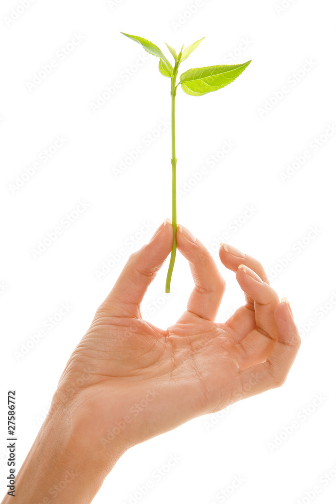 Female hand with plant