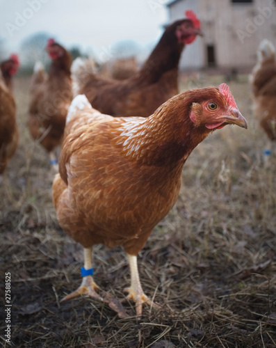 Free range organic chickens and hens
